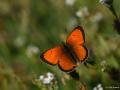 Lycaena ottomanus (Osmanlıateşi)